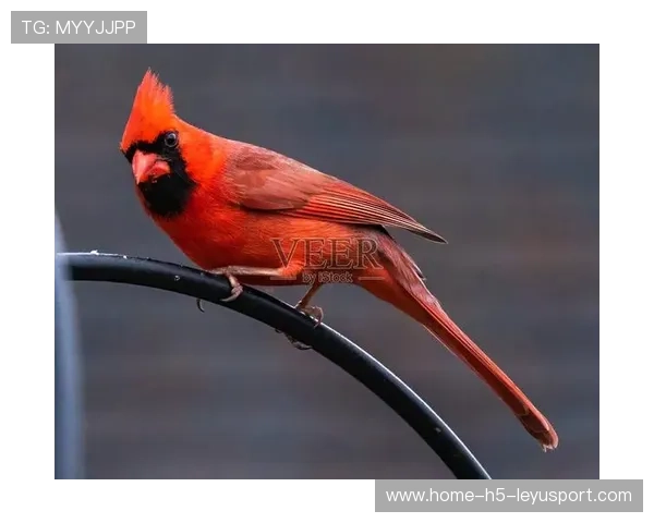 红雀再遇连败，主帅表示将进行调整，红雀详解